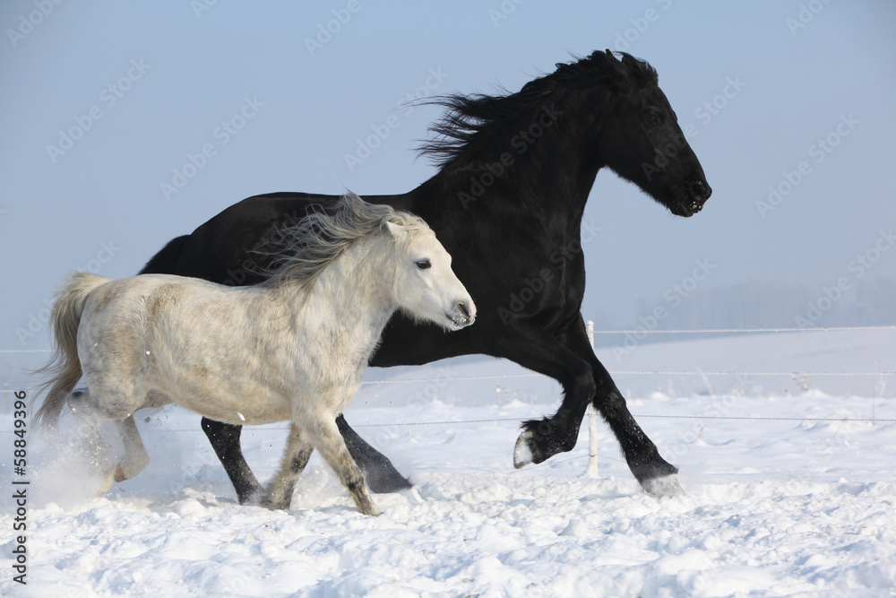 Fototapeta Black horse and white pony