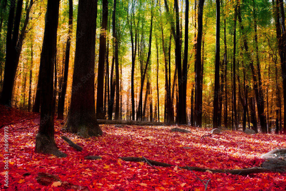 Fototapeta Forest in autumn with golden