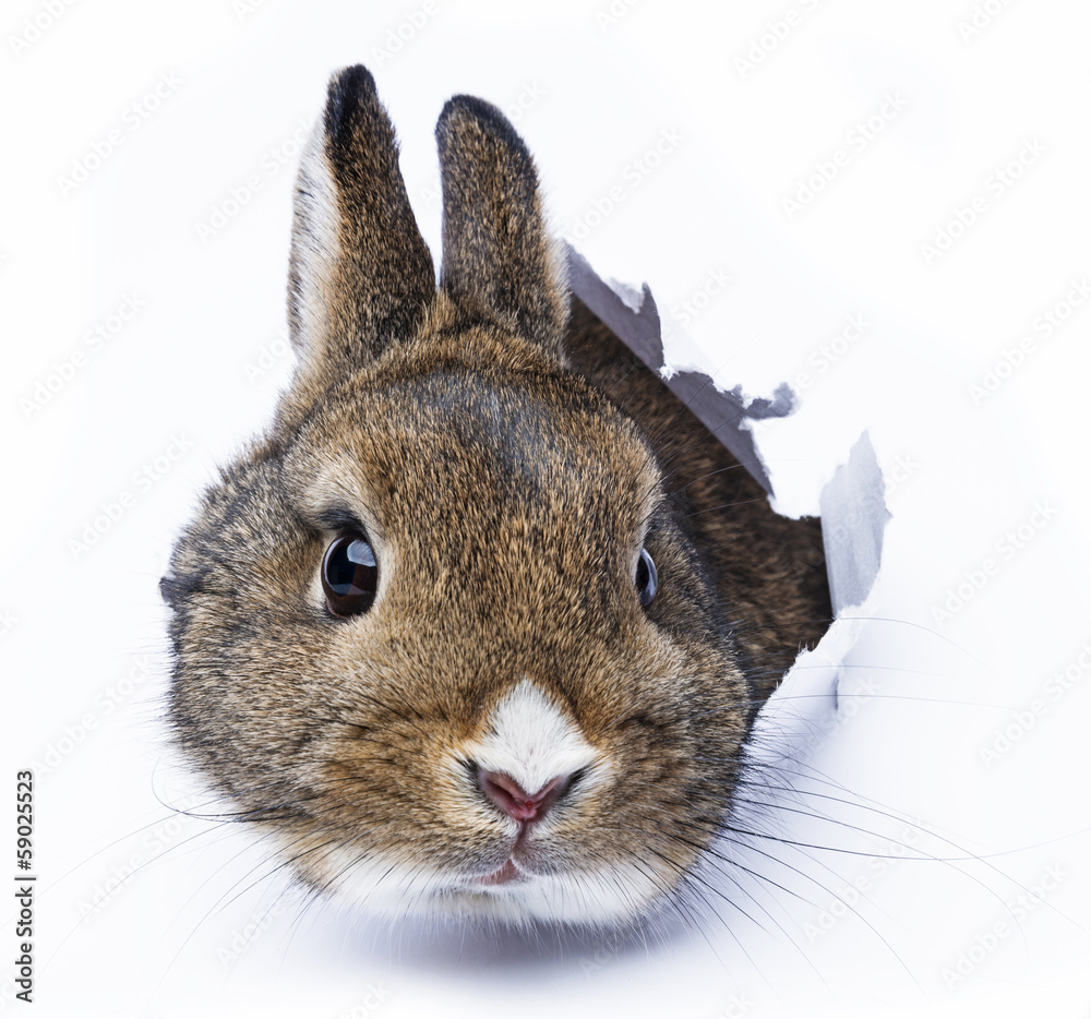 Obraz Pentaptyk rabbit looks through a hole in