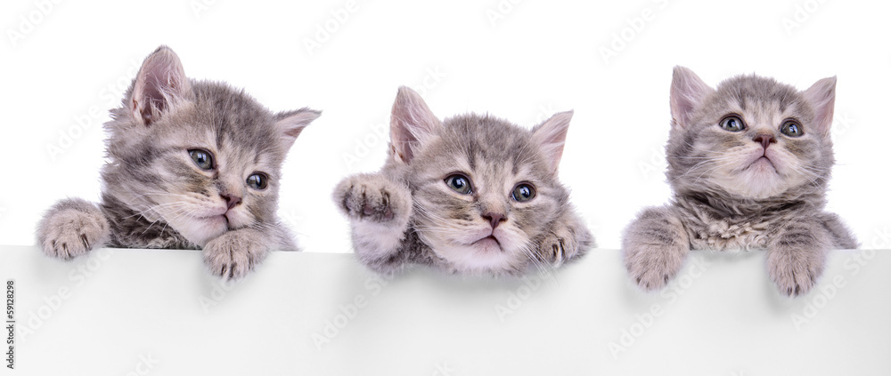Obraz Tryptyk three Scottish kitten