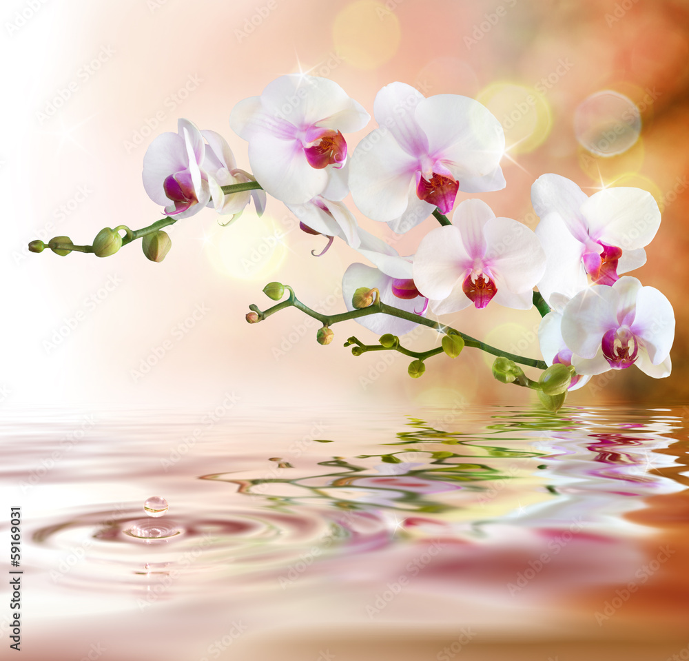 Obraz Tryptyk white orchids on water with