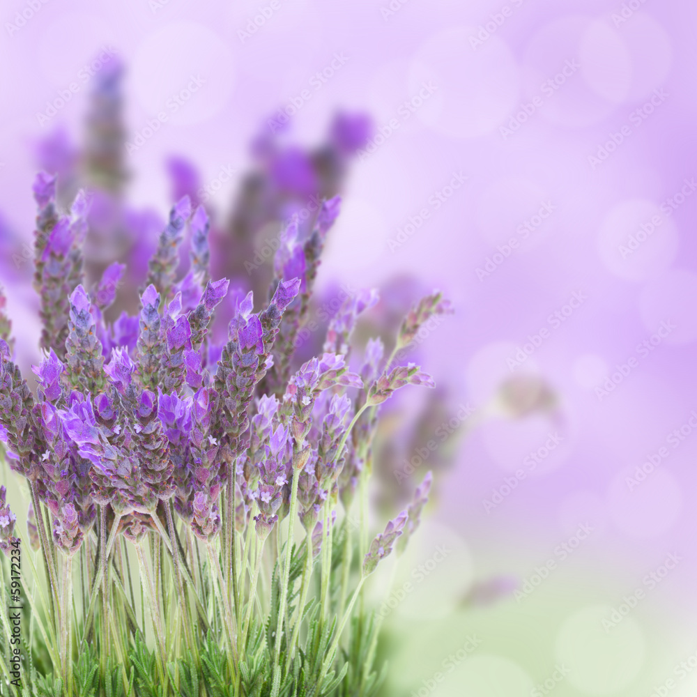 Fototapeta Lavender flowers field
