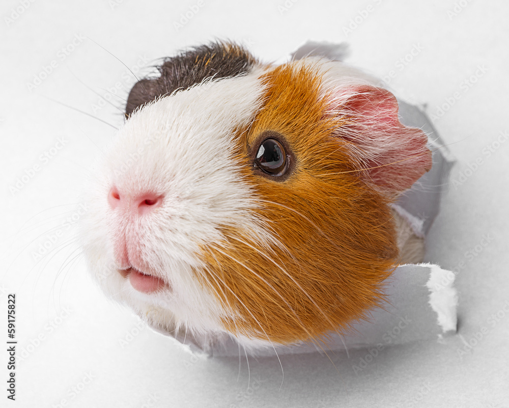 Obraz Tryptyk guinea pig looks through a