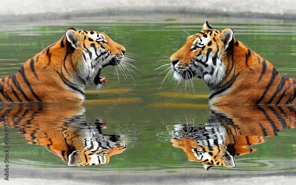 Fototapeta Siberian Tigers in water