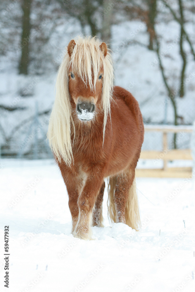 Fototapeta Beautiful chestnut pony with