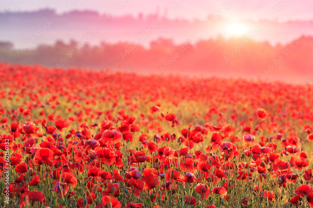 Fototapeta red poppy field in morning