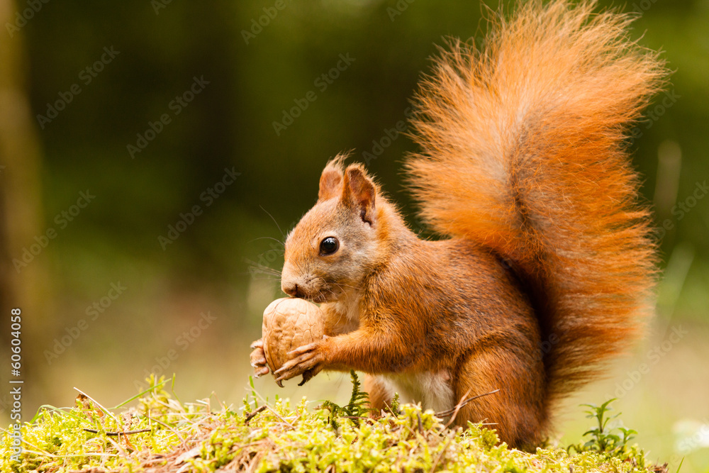 Fototapeta Squirrel with nut
