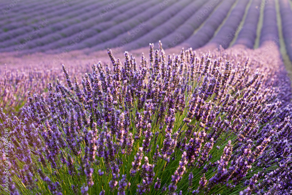 Fototapeta Lavender field during sunrise