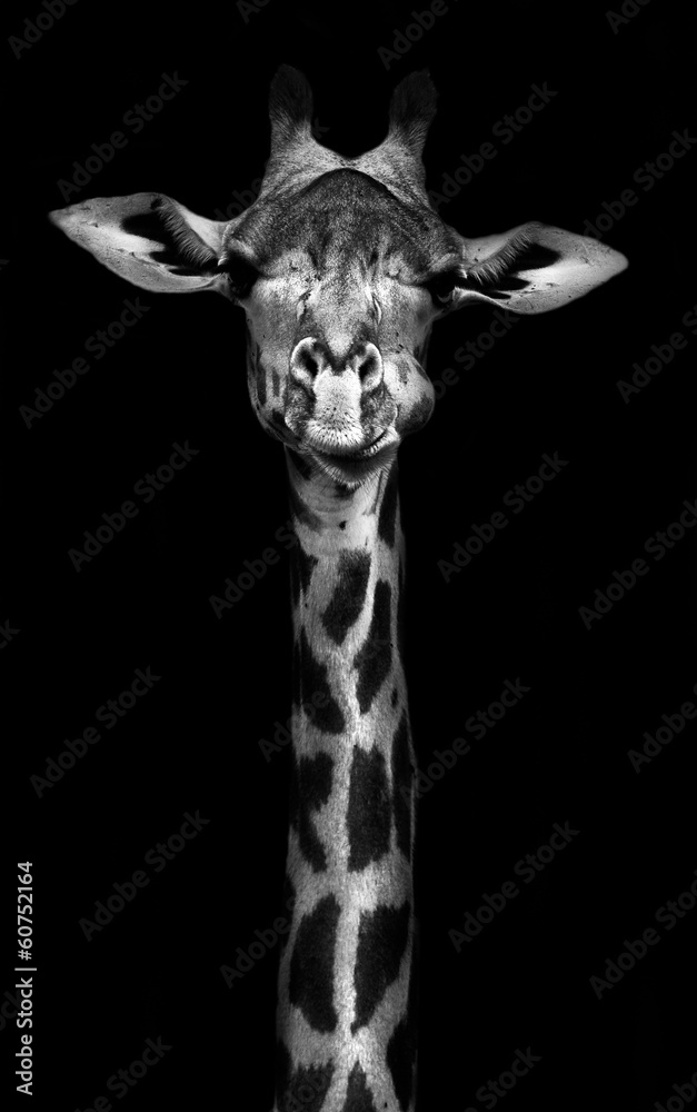 Obraz Tryptyk Giraffe in Black and White