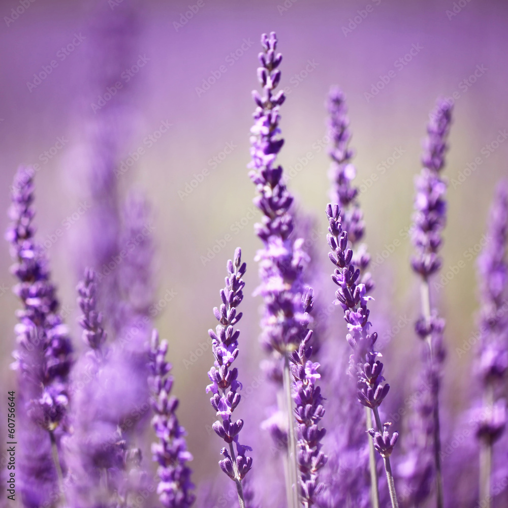 Fototapeta Lavender flower