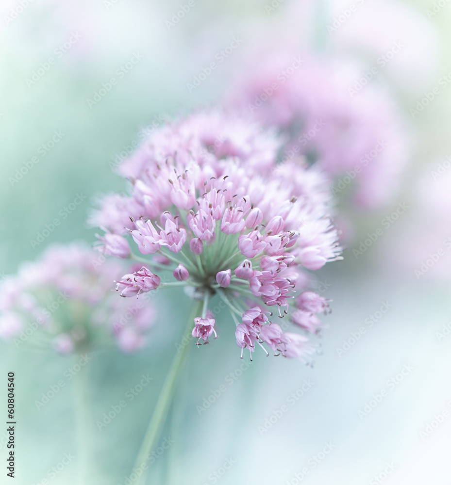 Fototapeta Garlic Flowers