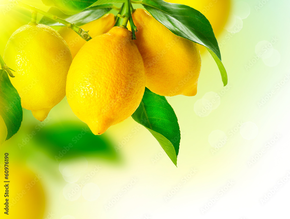 Obraz Kwadryptyk Lemon. Ripe Lemons Hanging on