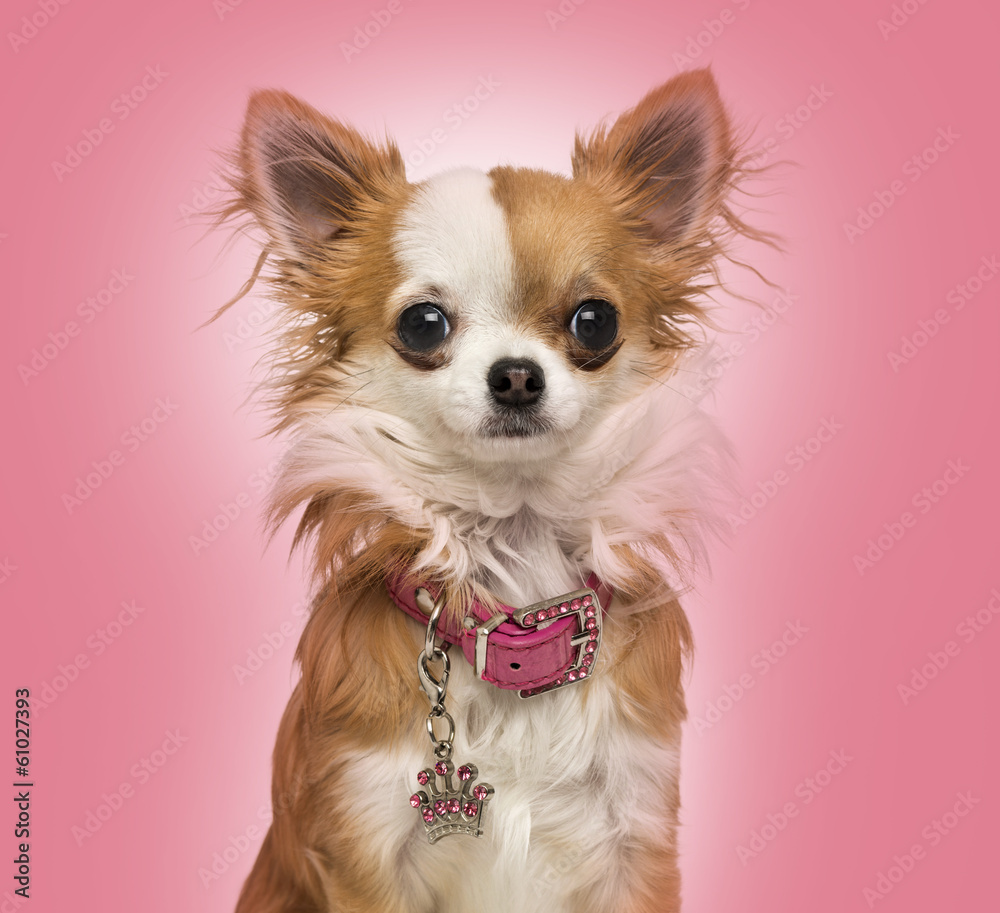 Obraz Tryptyk Chihuahua wearing a shiny