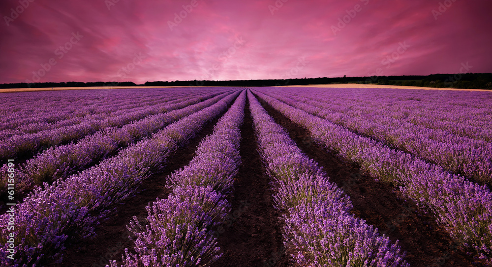Fototapeta Stunning lavender field