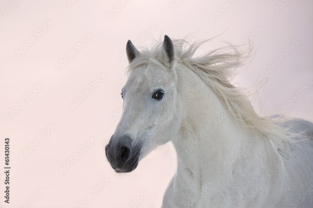 Obraz Tryptyk White Arabian horse runs on