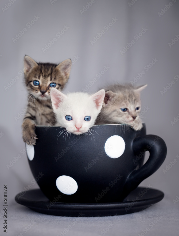 Obraz na płótnie Three kittens sitting in large