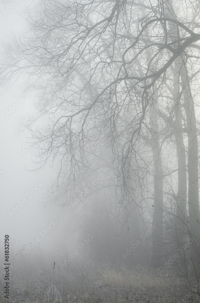 Fototapeta trees in misty forest