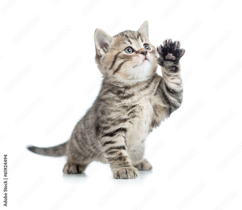 Obraz Tryptyk Scottish tabby kitten gives