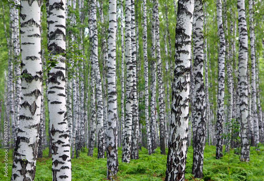 Obraz Pentaptyk nice summer birch forest