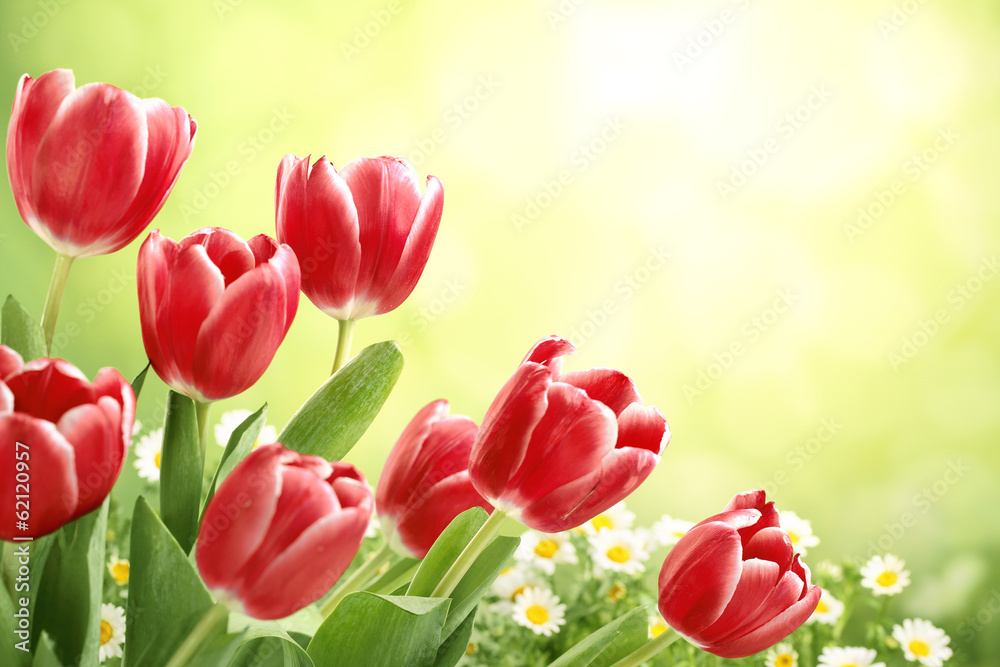 Fototapeta Red tulips