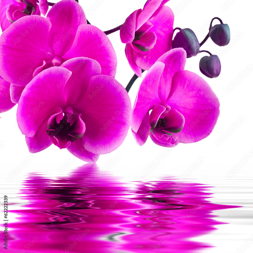 Obraz na płótnie orchid flower in closeup with