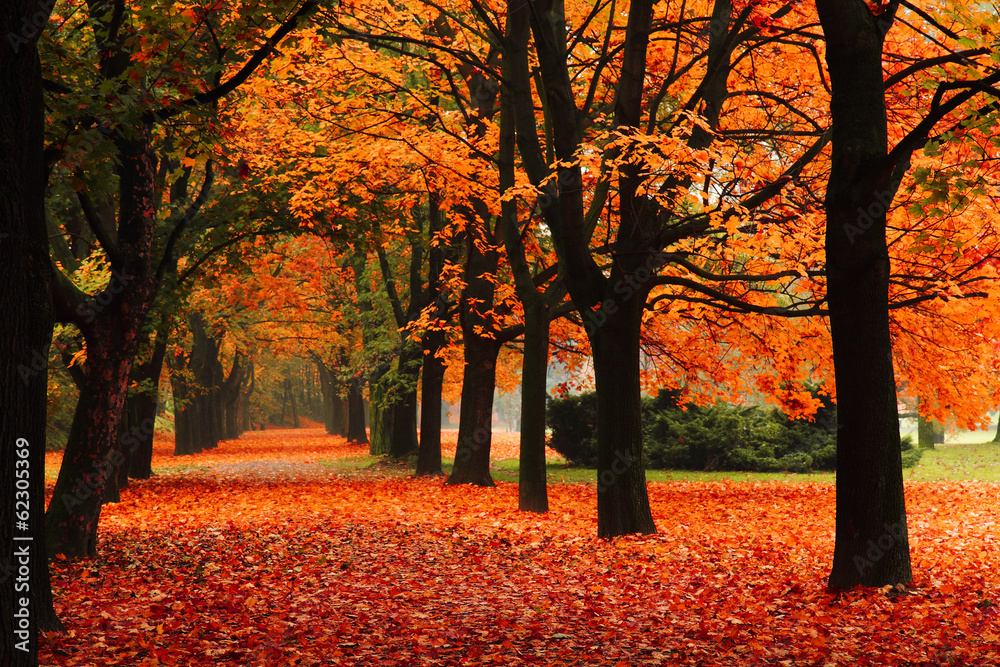 Obraz na płótnie red autumn in the park