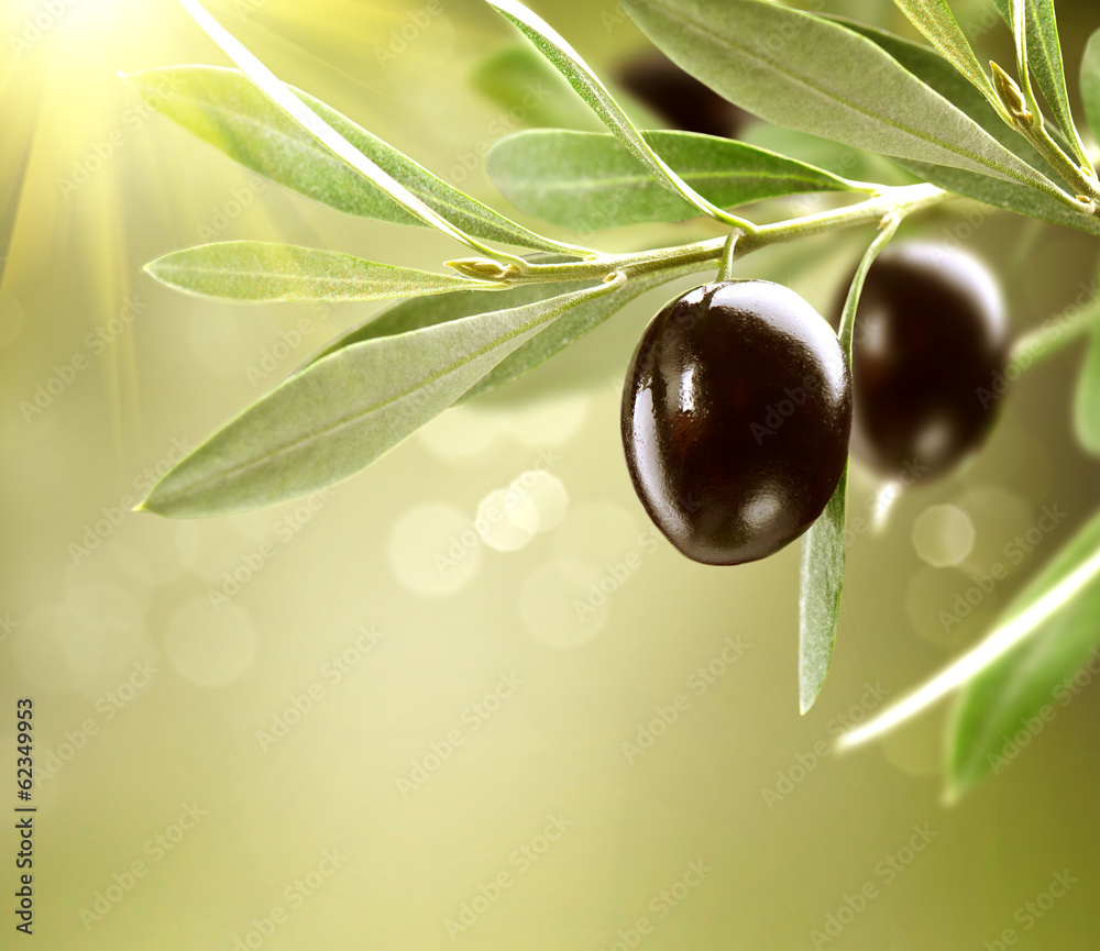 Obraz Tryptyk Growing Olives. Black Ripe
