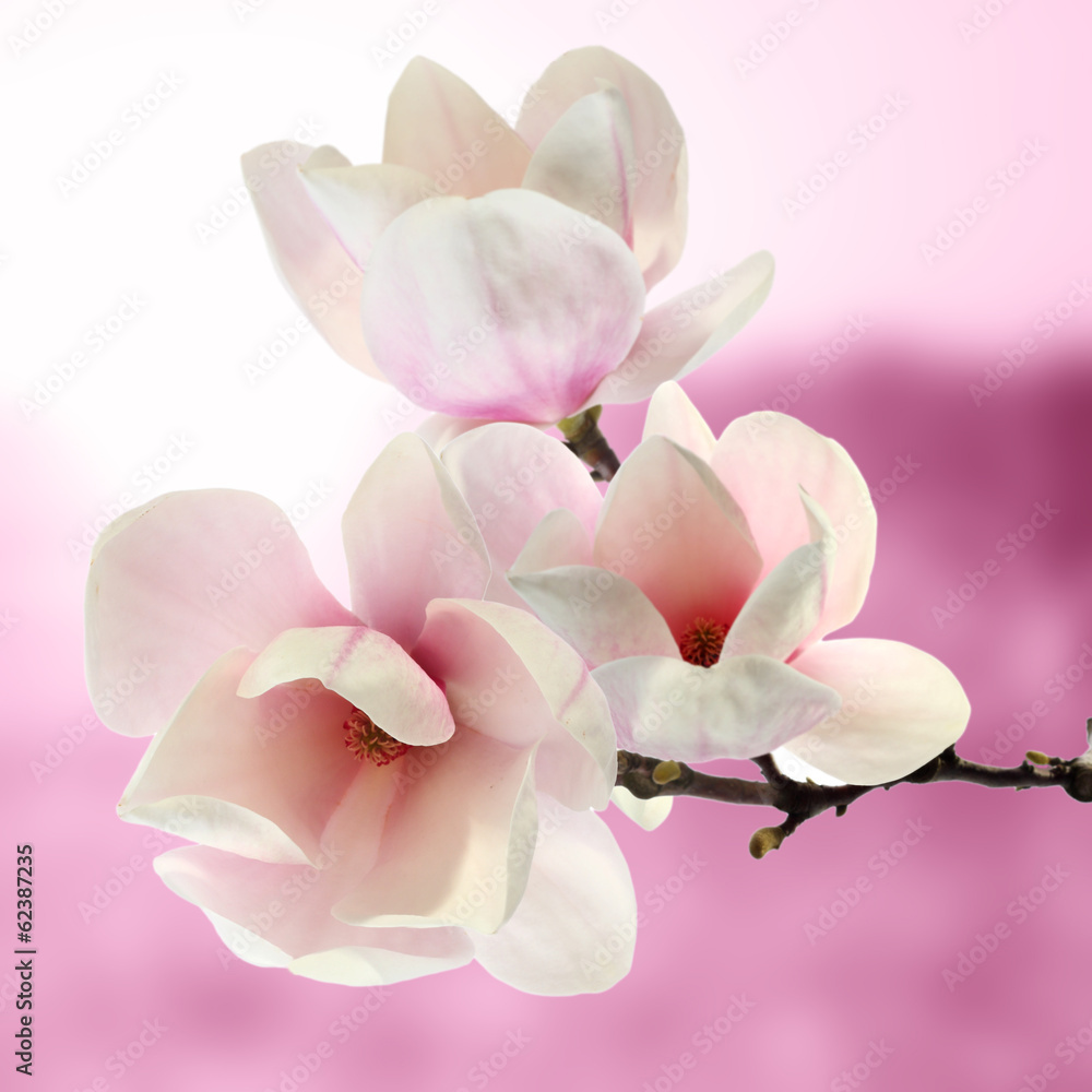 Obraz Pentaptyk magnolia