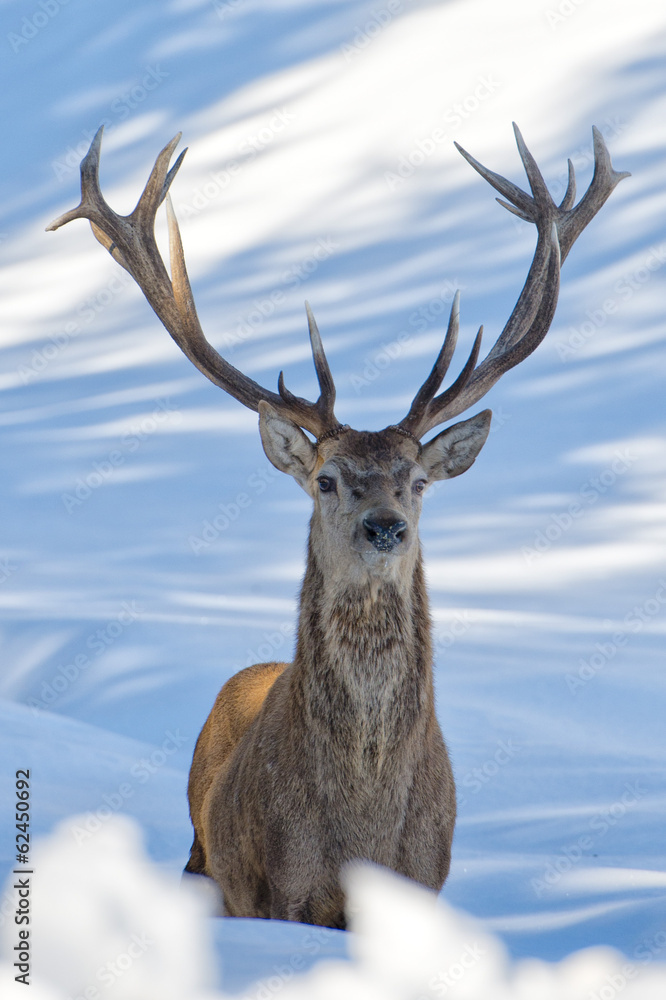 Fototapeta Deer on the snow background