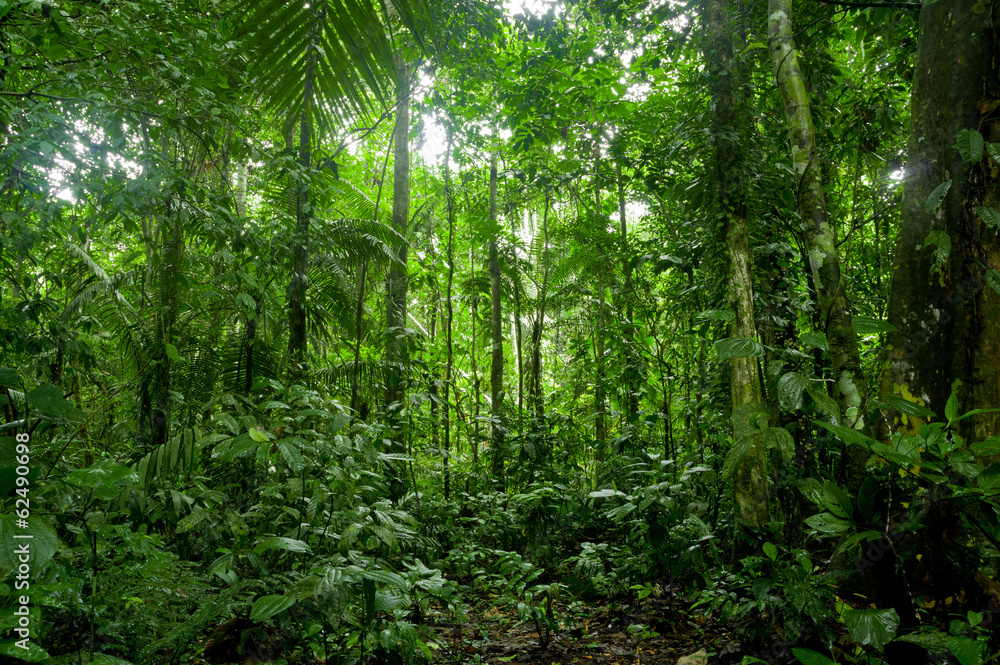 Obraz Tryptyk Tropical Rainforest Landscape,
