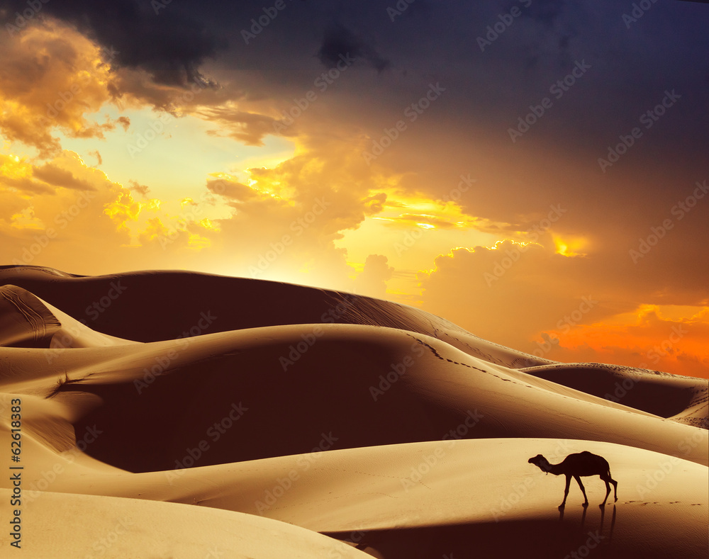 Fototapeta Camel in the Sahara desert,