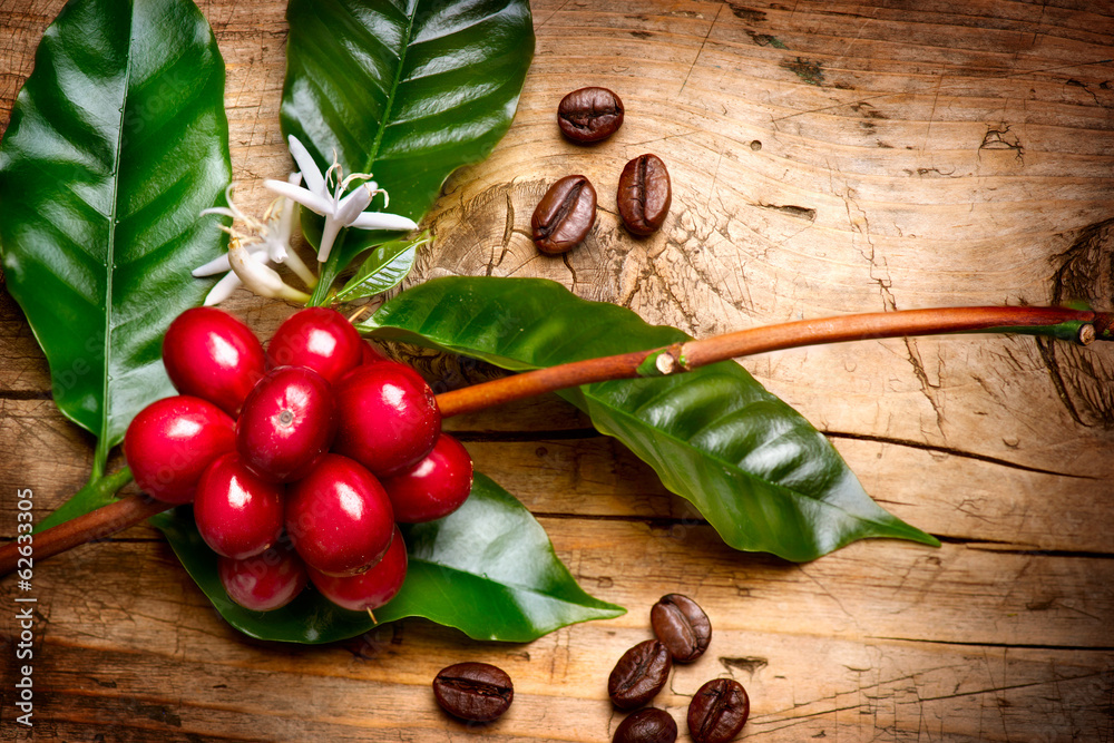 Fototapeta Coffee Plant. Red coffee beans