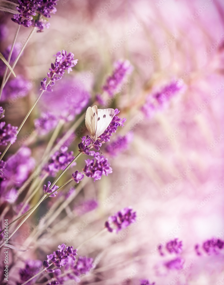 Fototapeta White butterfly on lavender