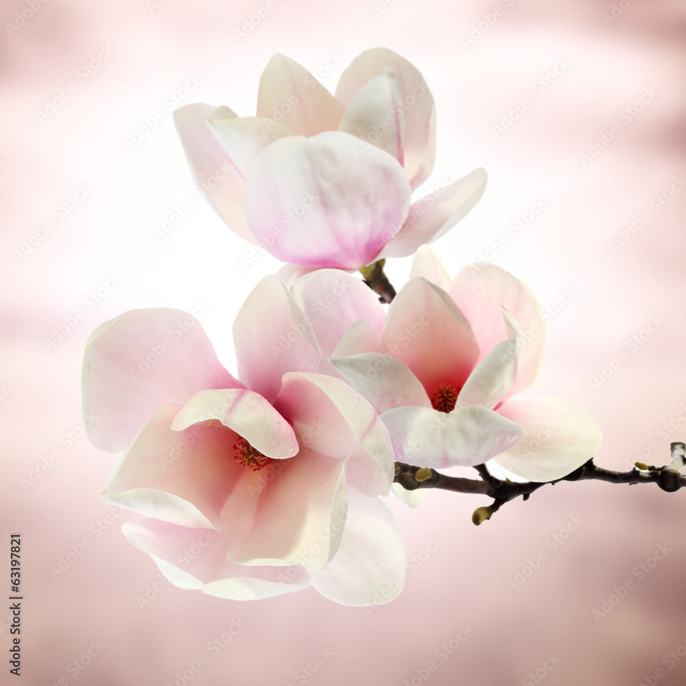 Obraz na płótnie magnolia