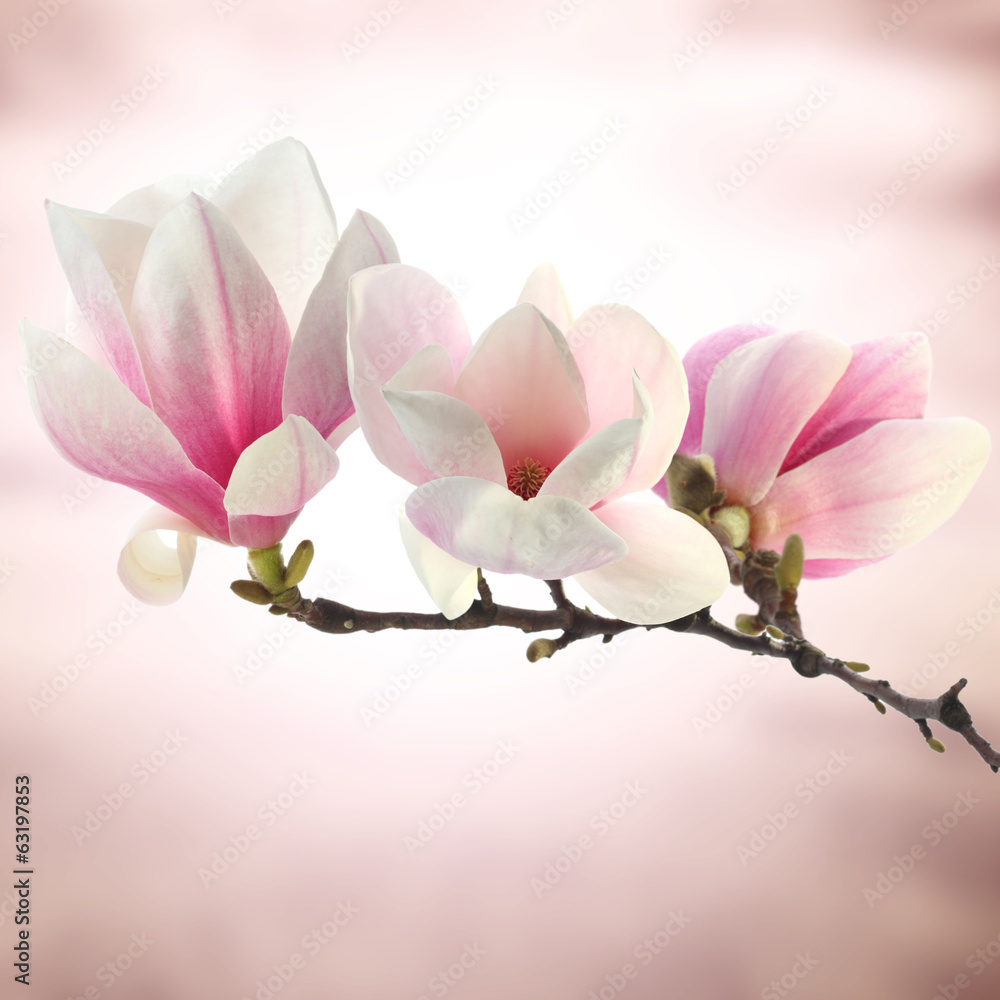 Obraz Tryptyk magnolia