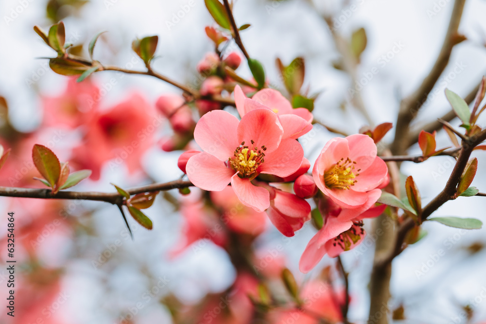 Obraz Pentaptyk Spring Blossoms