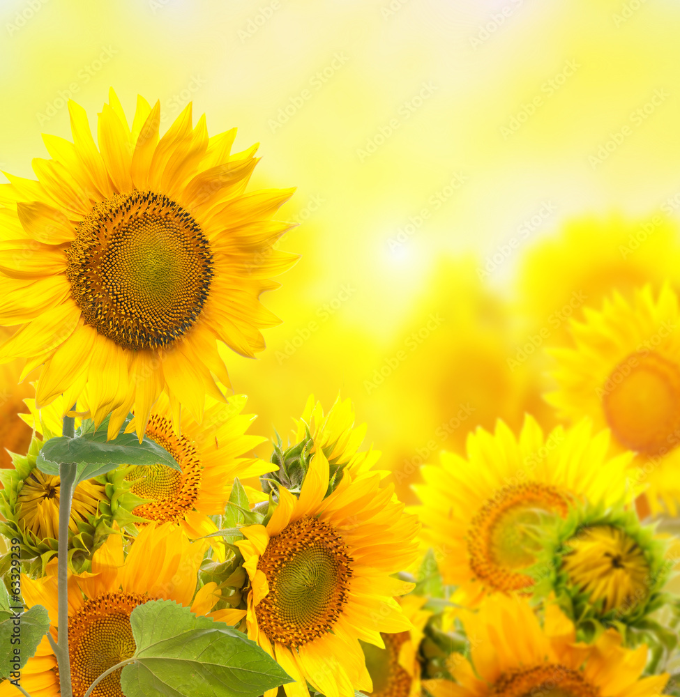 Fototapeta Field with sunflowers.