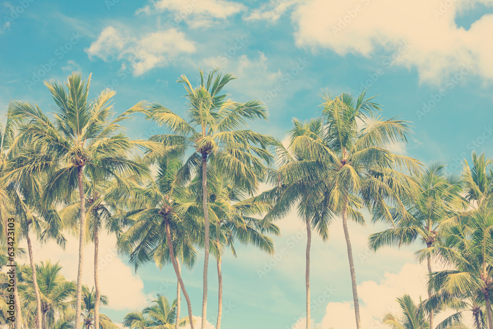 Fototapeta Vintage tropical palm trees