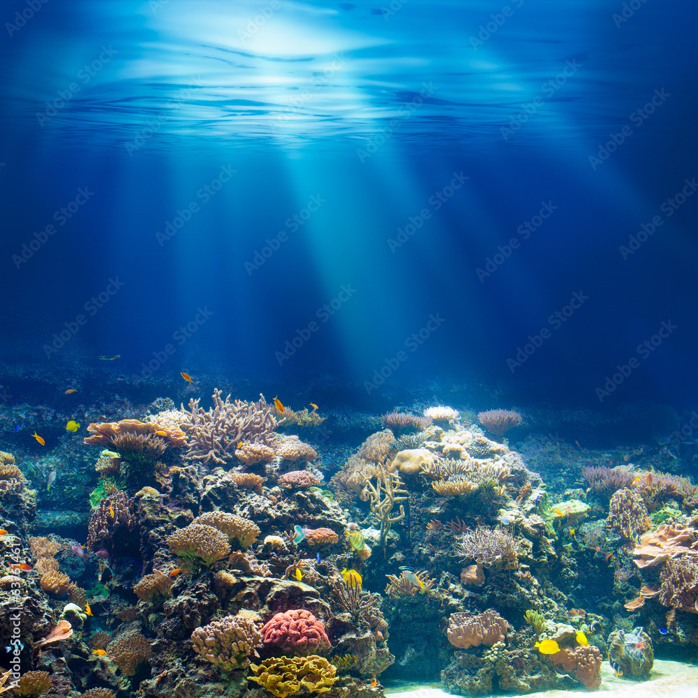 Obraz Tryptyk Sea or ocean underwater coral