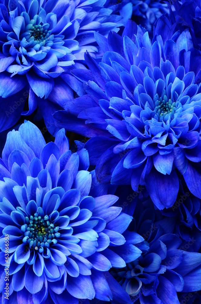 Obraz Dyptyk Macro of blue flower aster