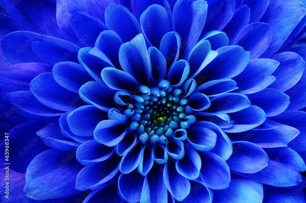 Obraz na płótnie Macro of blue flower aster