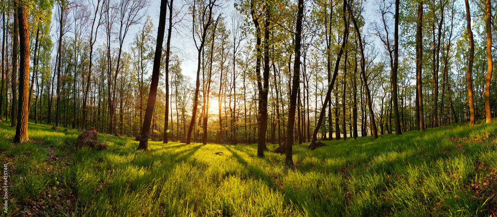 Fototapeta Spring forest panorama with
