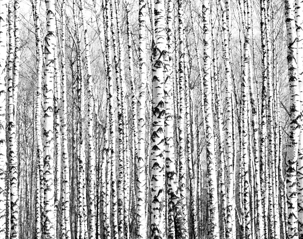 Obraz Dyptyk Spring trunks of birch trees