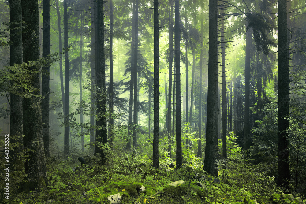 Obraz Kwadryptyk Mysterious dark forest