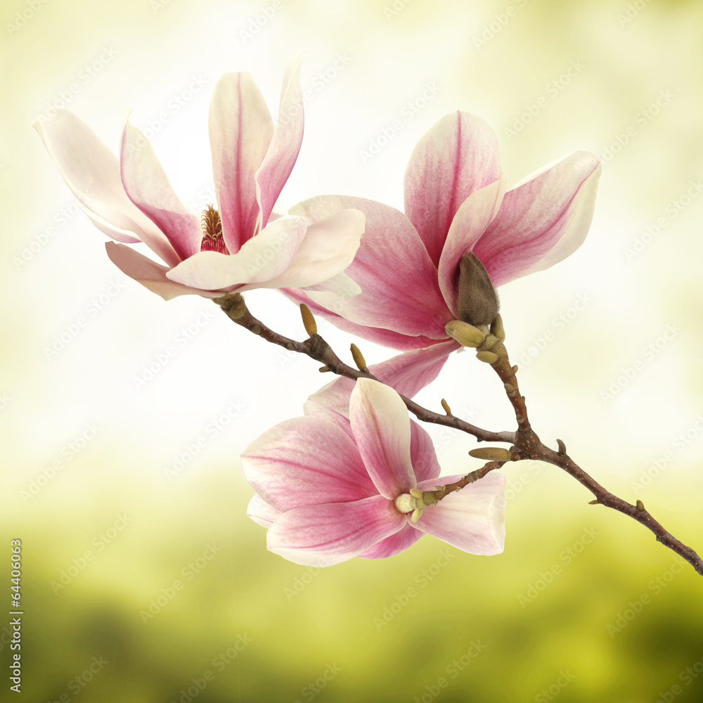 Obraz Tryptyk magnolia