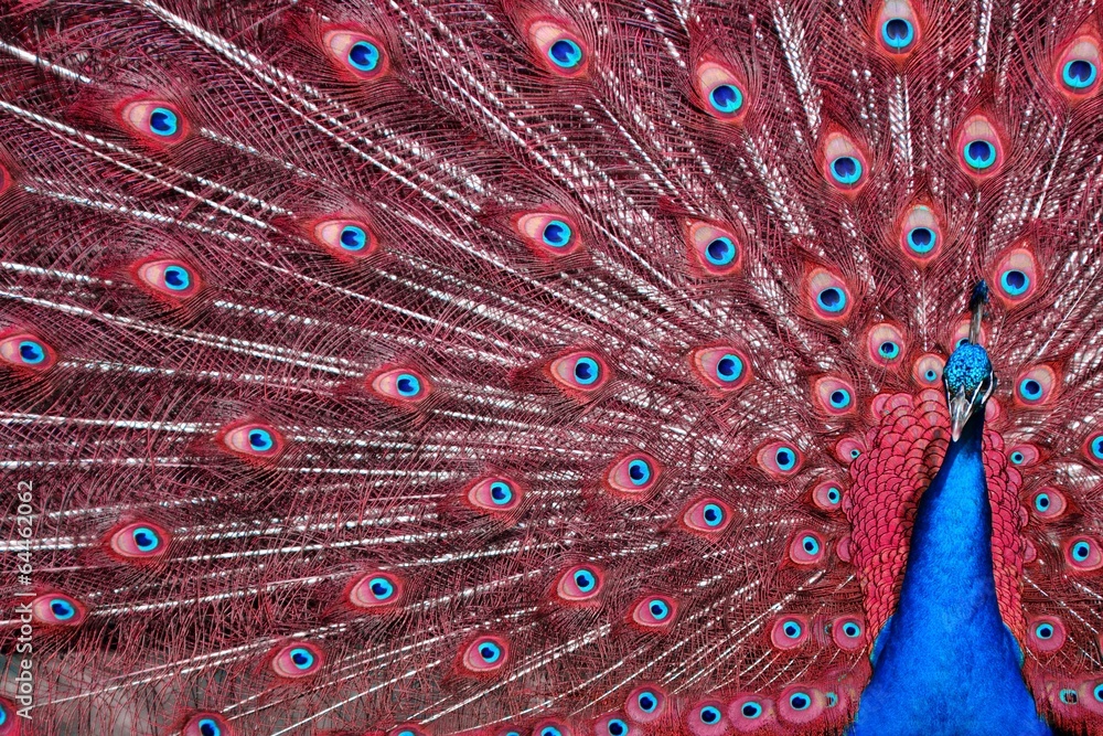 Fototapeta Peacock with Red Feathers
