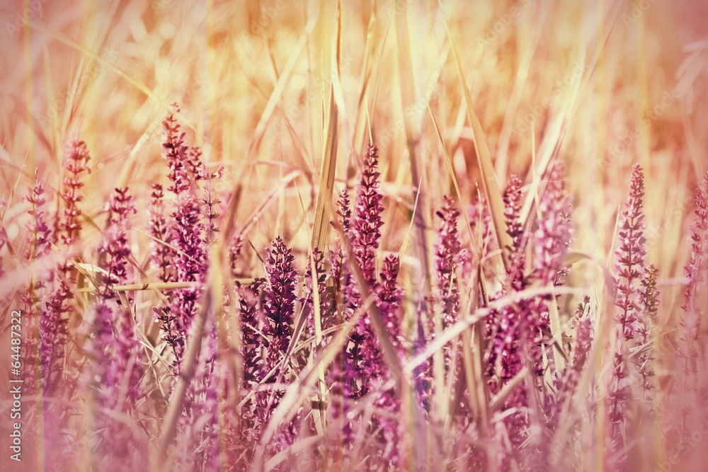 Fototapeta wild purple flower in grass