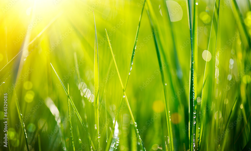 Fototapeta Fresh green grass with dew