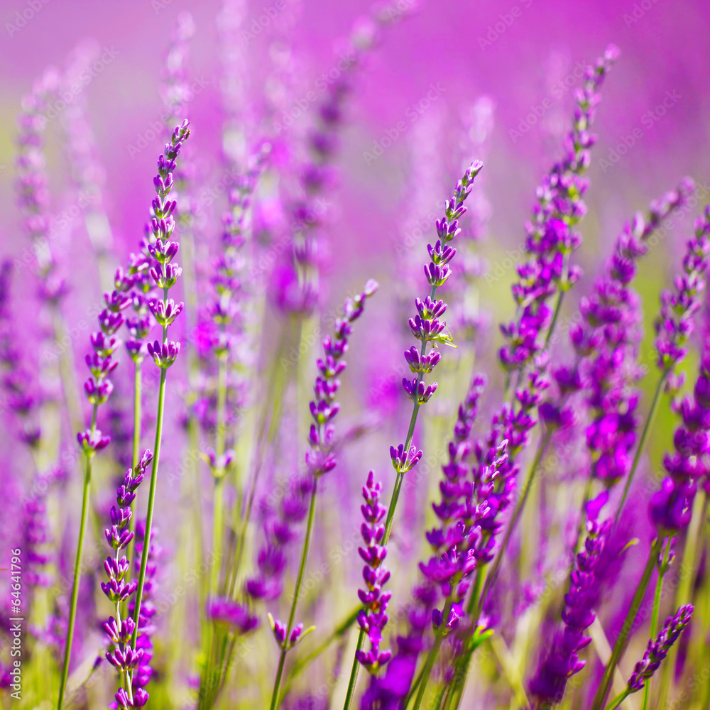 Fototapeta Colorful lavender flower
