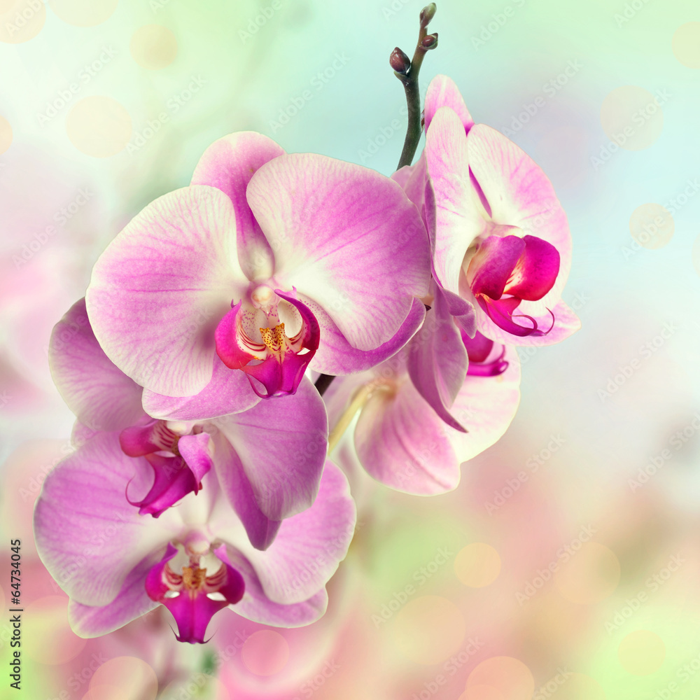 Obraz Tryptyk Beautiful pink orchid flowers